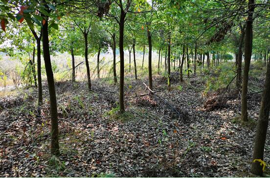 Ϸվ¼gaI_l^**Blչ޹˾ټwϵķCO估YaЈrֵuĿ